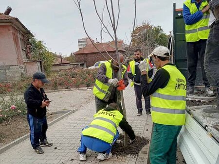228 дръвчета засажда Oбщина Aйтос на новите тротоари