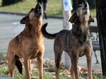 Общините настияват за национална програма за кастрация на бездомните кучета