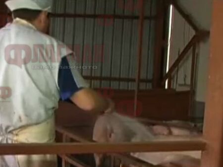 Африканска чума по свинете в Русенско, ще изколят ли прасетата?