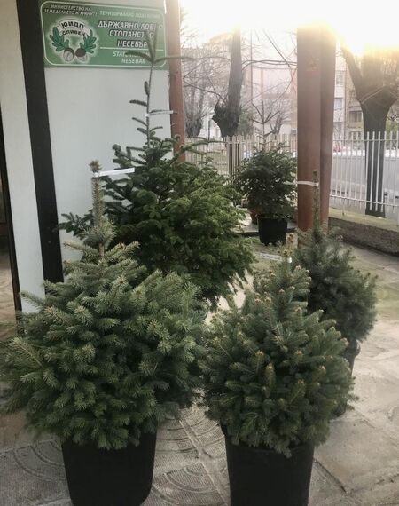 Коледата е истинска с дръвчета на ДЛС-Несебър
