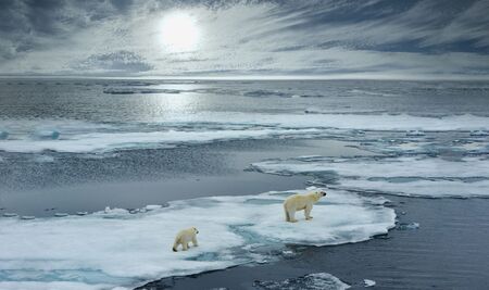 На изчезване са канзаските полярни мечки