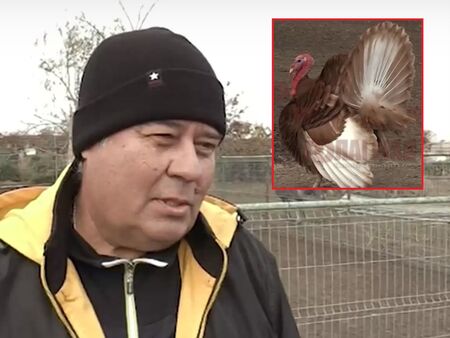 Пуйка, „избягала“ от тавата, се превърна в атракция в Бургас