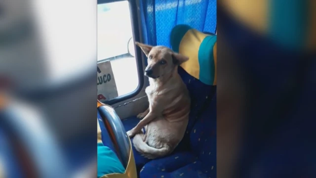 Защо не допускат кучета в градския транспорт на Бургас?