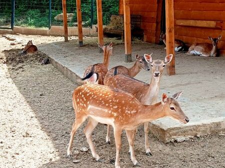 Зоопаркът в Стара Загора събира елхи за храна на животните