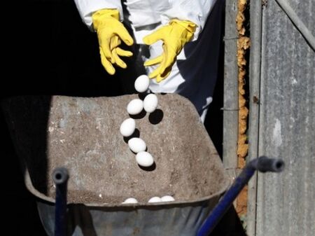 Заради птичи грип: Умъртвяват над 25 000 пъдпъдъци в Етрополе