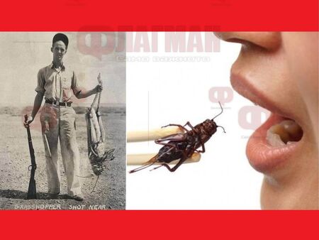 Диетологът Донка Байкова предупреждава че насекомите могат да причинят алергии