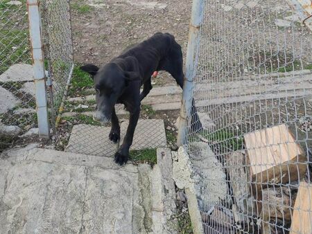 Куче бедства в село Бата, станало е кожа и кости (ОБНОВЕНА)
