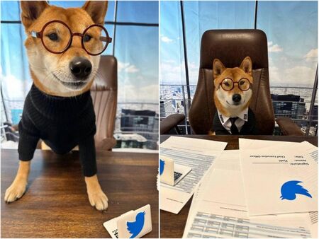 Илон Мъск „назначи” куче за главен изпълнителен директор на Twitter