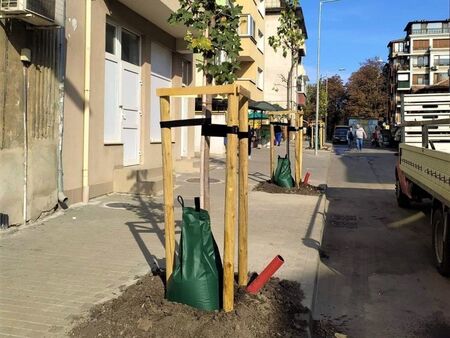 Знаете ли за какво са зелените торби до новозасадените дървета в Бургас