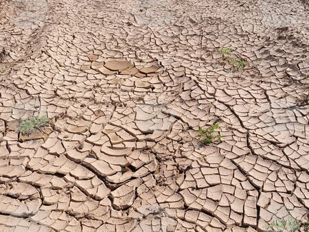 Сушата в Аржентина предизвиква загуби за милиарди и фалити на фермери