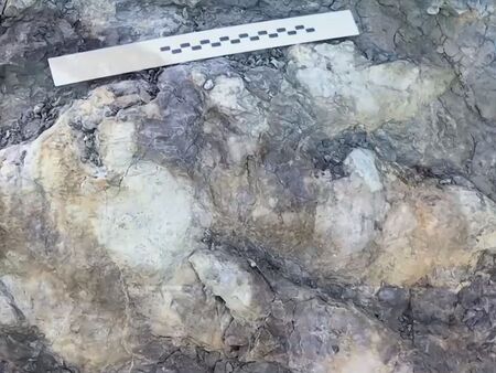 Откриха рекордно голям отпечатък от крак на динозавър