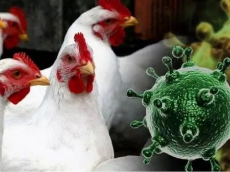Петър Марков: Птичият грип е с много по-голяма смъртност от COVID-19