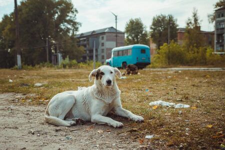Кучетата в Чернобил вече са генетично по-различни от останалите по света