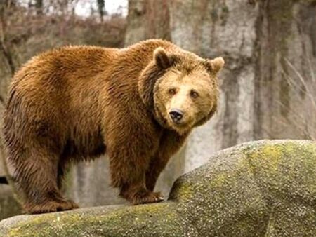 От началото на годината: 10 нападения от мечки в Родопите