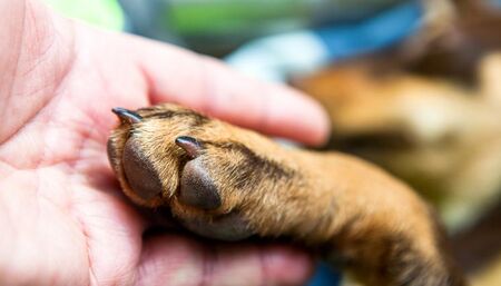 Поредна жестокост! Отрязаха ушите на бездомно куче в София