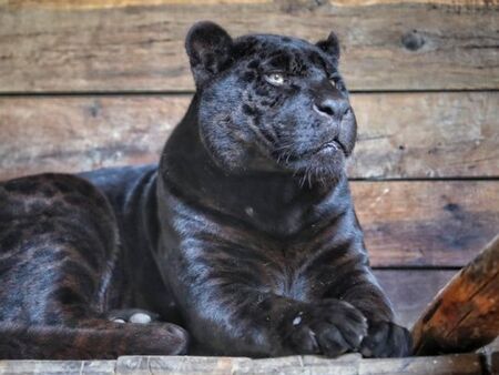 Два черни френски ягуара ще радват столичния зоопарк