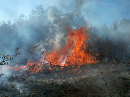 Пожар бушува в защитената местност "Калимок-Бръшлен" край Русе