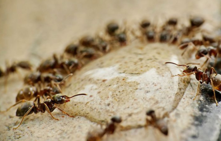 Малките червени фараонови мравки обикновено живеят вкъщи Градинските или домашните