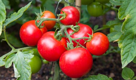 Рекордно скъпи домати в Румъния
