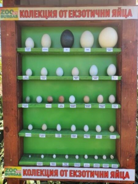 Яйца на птици от цял свят ви очакват за разглеждане в Зоопарк Бургас