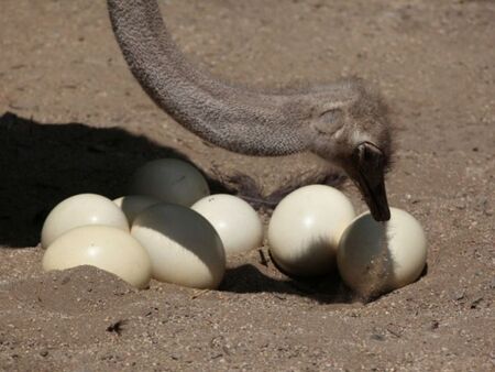 Яйца от щрауси са новият хит за Великден