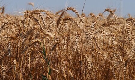 Полша и Унгария забраниха вноса на зърно от Украйна, за да защитят производителите си