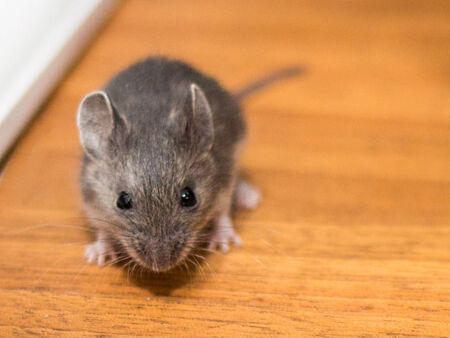 Учени създадоха мишка с двама бащи, ползваха "мъжка яйцеклетка"