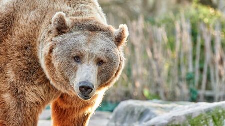 Издадоха разрешение за отстрел на проблемна мечка