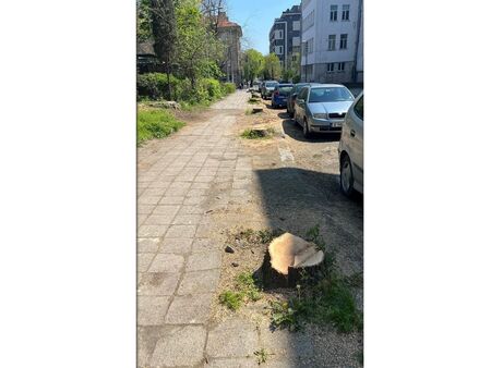 Бургазлийка бясна: Защо отрязаха дърветата на ул. „Васил Левски“? Ето отговора на Общината
