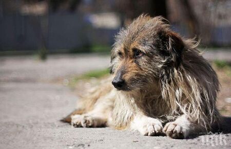 Тъжна тенденция: Ръст в броя на бездомните кучета по улиците у нас