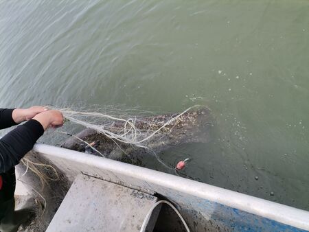 Инспектори на ИАРА върнаха във водата стотици кг риба, спасиха и птици от вида кормоман