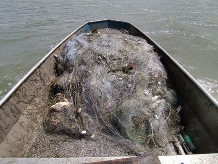 Акция на ИАРА: Извадиха от Вая бракониерски мрежи с 140 кг риба (СНИМКИ)