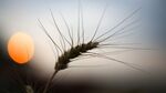 Цената на зърнените стоки продължава пътя си надолу на световните борси