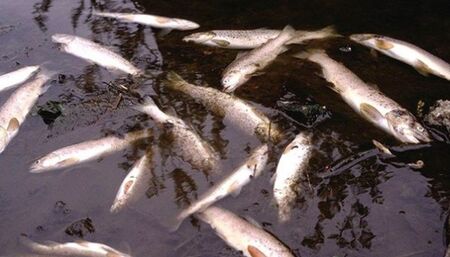Мъртва риба изплува в река край Ямбол
