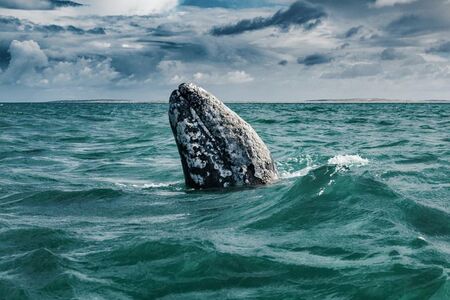 Мистериозен кит край бреговете на Швеция е заподозрян, че е руски шпионин