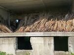 Акция на ЮИДП: Конфискуваха 90 тона кори от мъждрян и 100 куб.м технологична дървесина край Сунгурларе