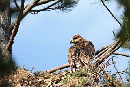 Разследват смъртта на защитен вид царски орел в Сливен