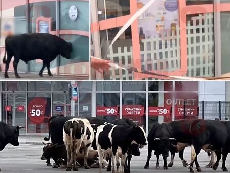 Бик атакува магазин в София, крави предизвикват катастрофи