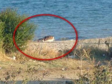 Морето изхвърли труп на крава край Черноморец