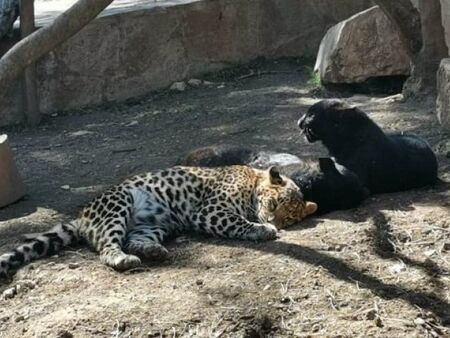 Два са леопардите, избягали в зоопарка в Стара Загора, приспаха единия
