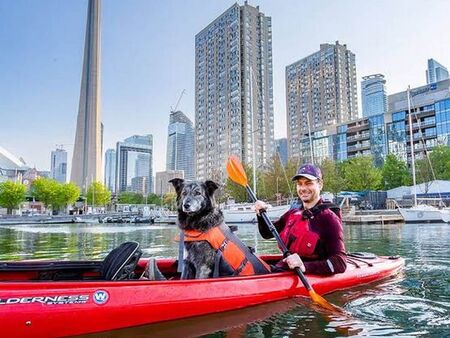 Куче се кандидатира за кмет на Торонто, вижте най-чудатата изборна история в света