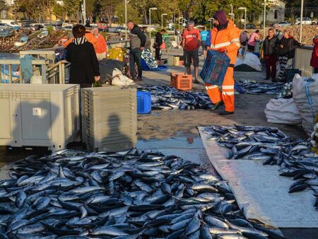 Рибари ловят сьомга и пъстърва в Черно море, а цацата изчезна