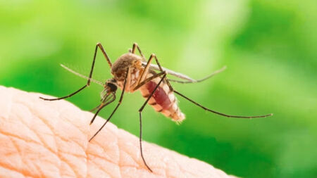 Комарите са най-опасни за хора с кръвна група 0
