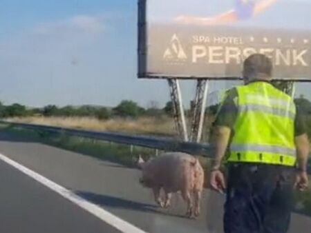 Полицейски патрул ескортира прасе на магистрала "Тракия"