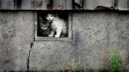 Гърция въвежда глоба за изоставяне на котенца