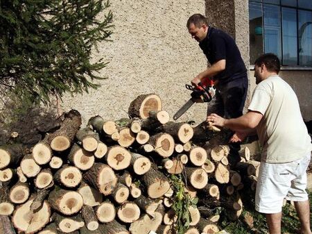 Сега дървата са на оферта - 30% по-евтини от зимата