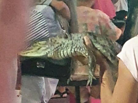 Зоозащитници звънят на 112 заради алигаторче със залепена уста в Слънчев бряг