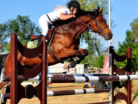 Атрактивният турнир по конен спорт "Купа Бургас" ще се проведе за 12-и път