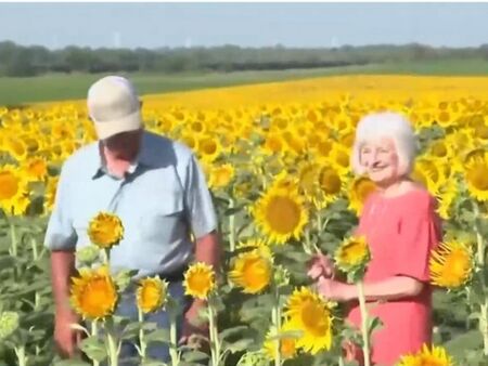 Това е любов! Фермер подари на съпругата си букет от 1,2 милиона слънчогледа