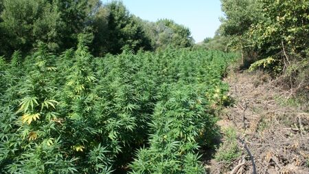 Разкриха нива с марихуана в труднодостъпна местност край Стара Загора